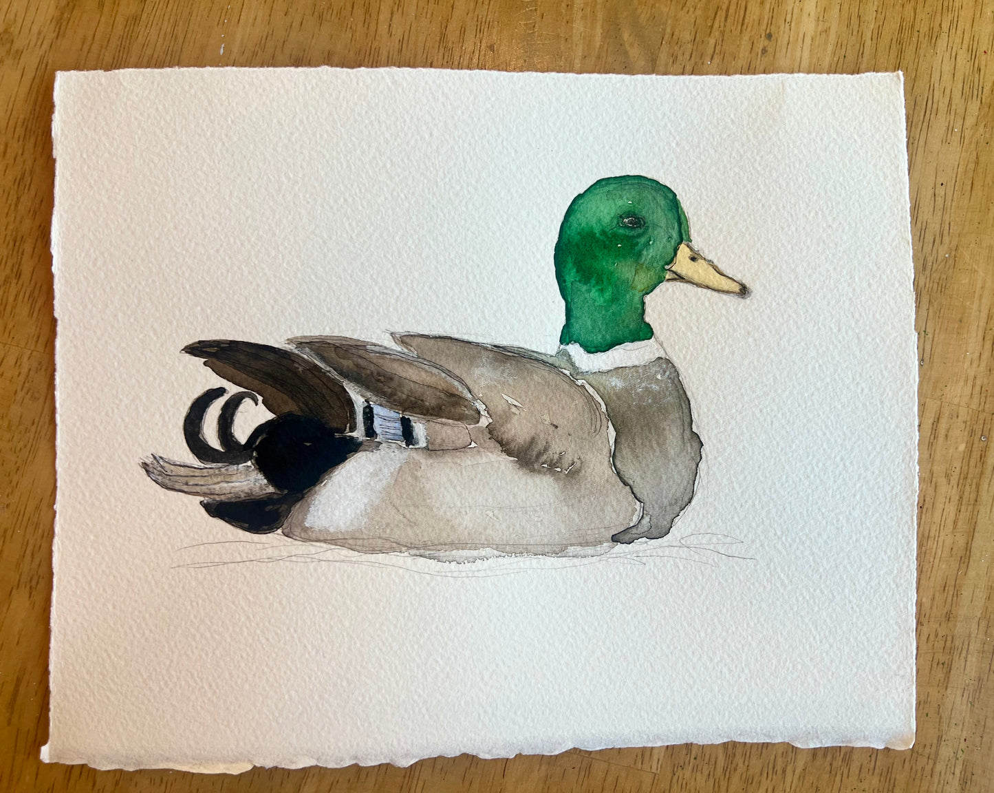Original Duck Collection