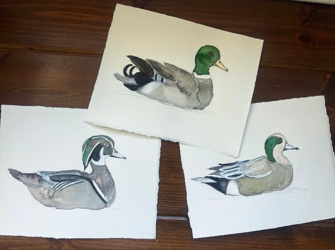 Original Duck Collection